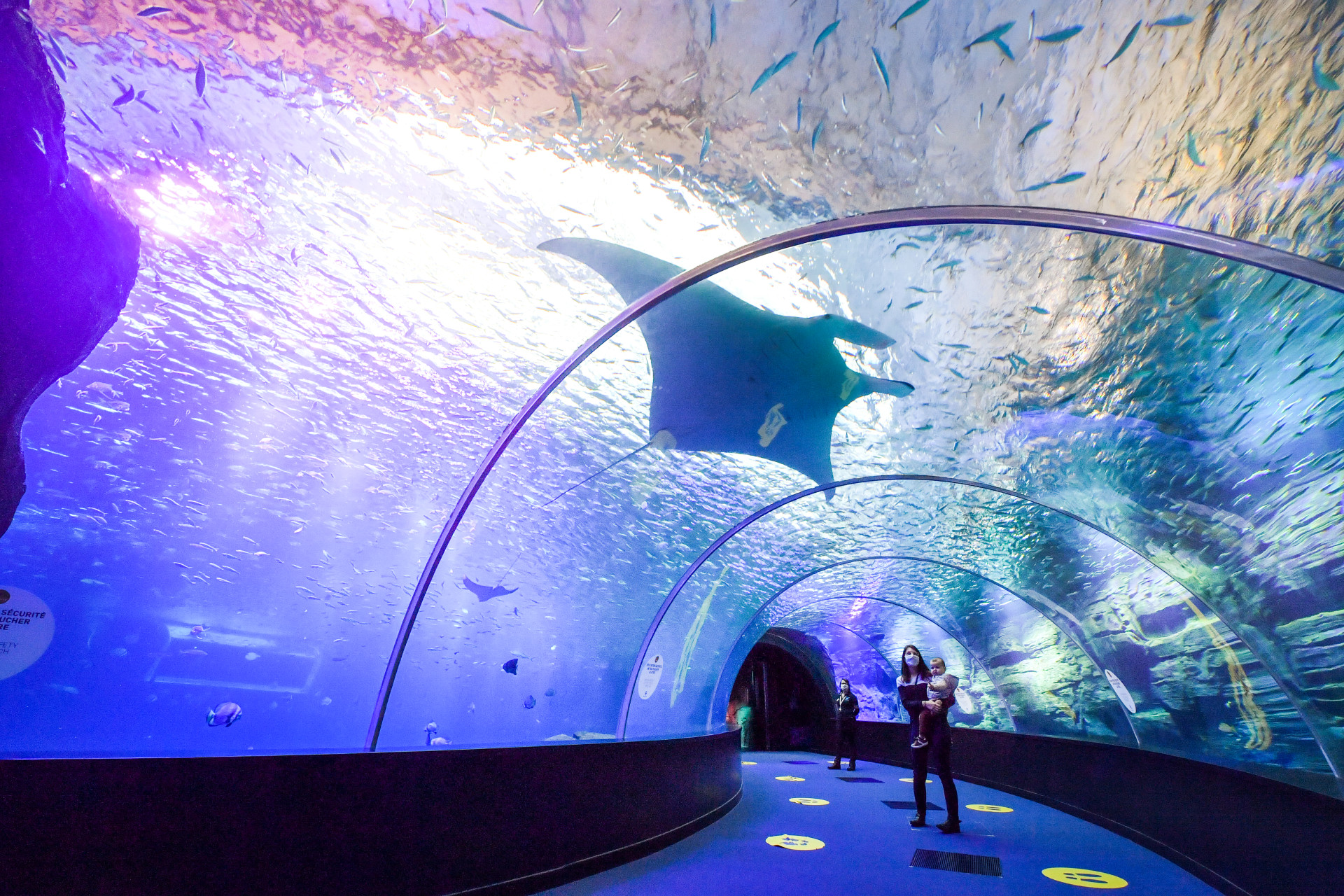 Découvrez le plus grand aquarium d'Europe : Nausicaá