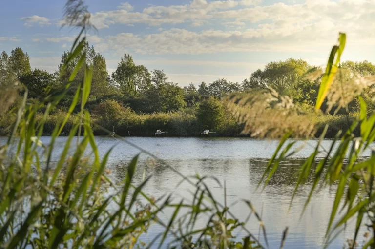 Lac paisible entouré de verdure avec deux cygnes au centre, des roseaux au premier plan et un ciel partiellement nuageux