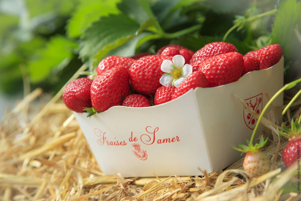 barquette de fraises de samer rouge sur de la paille
