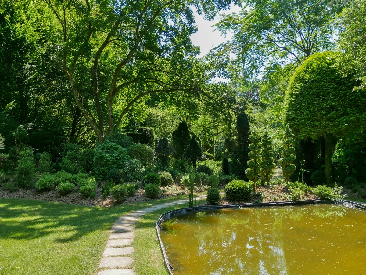 plan eau entouré d'arbres