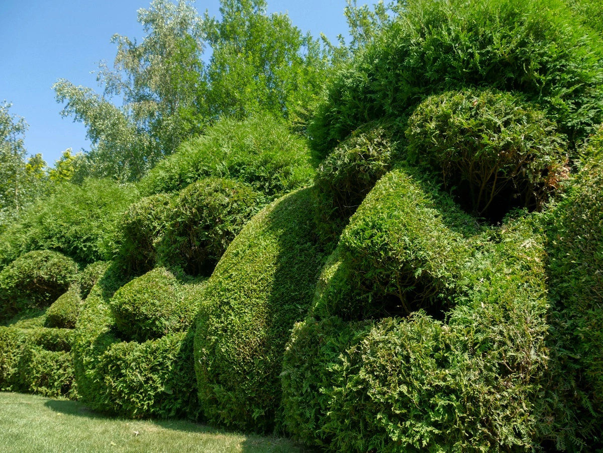 des buis sculptés en forme de visage